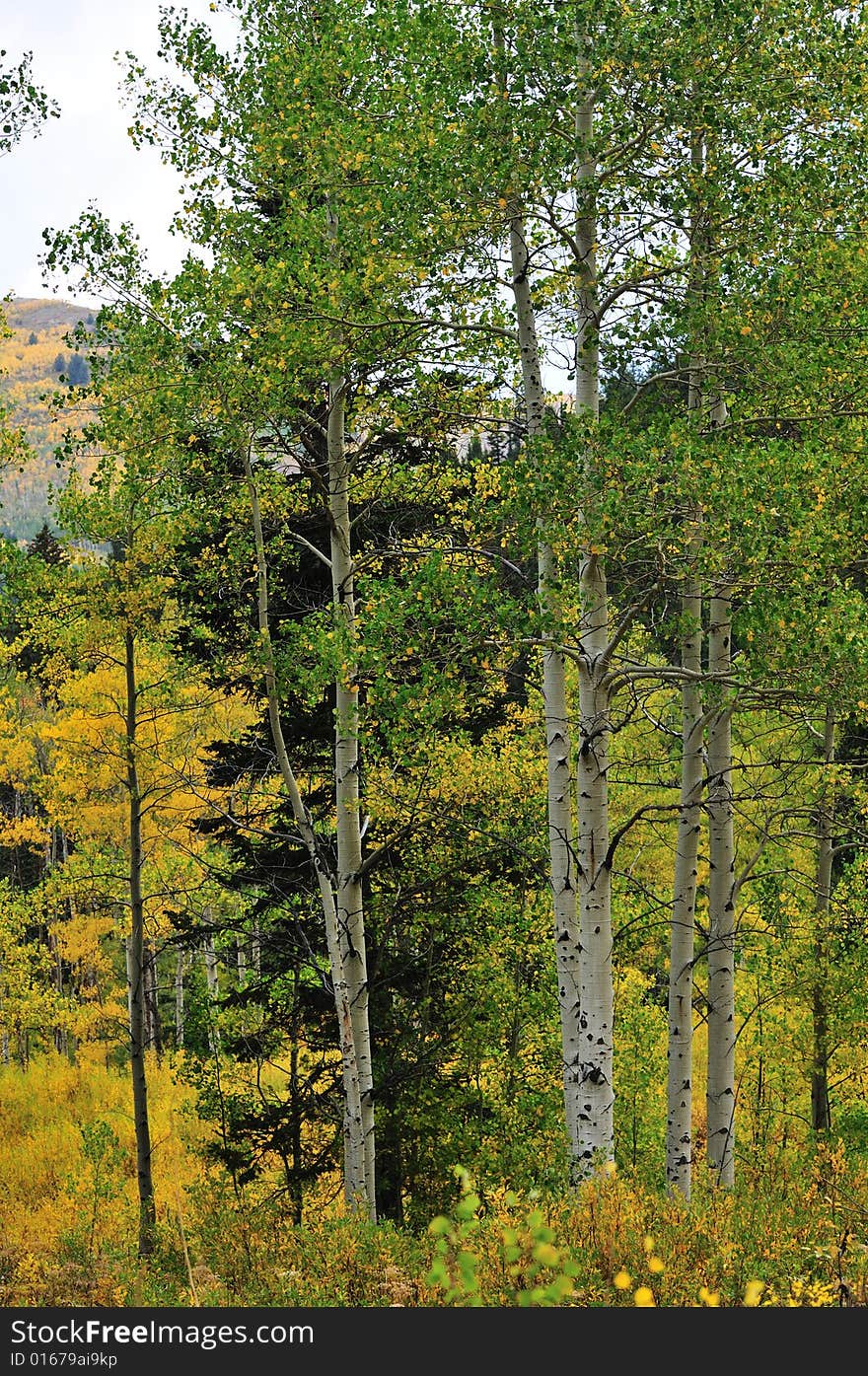 Autumn at the Big Cottonwood Canyon, Utah. Autumn at the Big Cottonwood Canyon, Utah