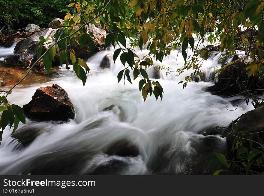 Tree leaves over the creek