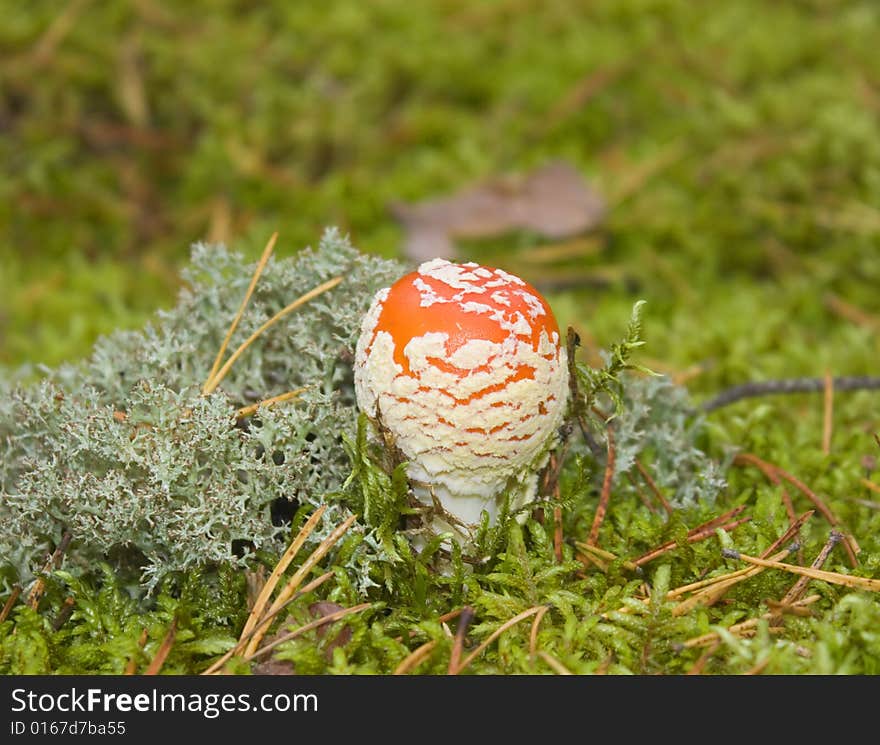 Fly agaric, moss