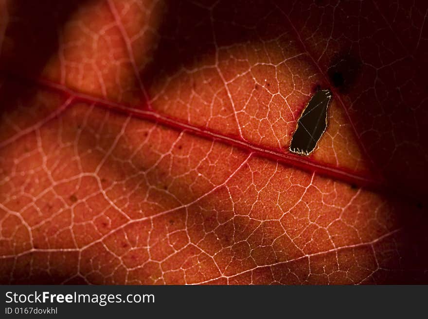 Structure red leaf in autumn