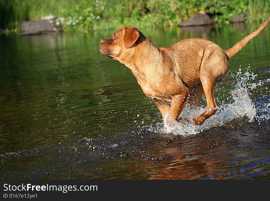 Young dog is playing in the water. Young dog is playing in the water