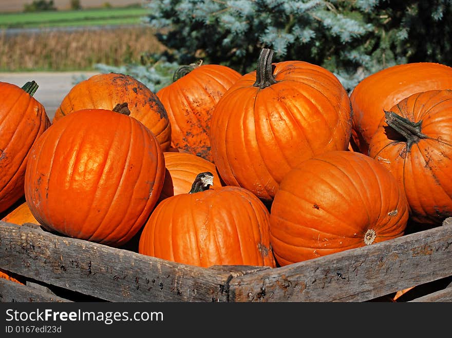 Old wooden crate filled with pumpkins. Old wooden crate filled with pumpkins.