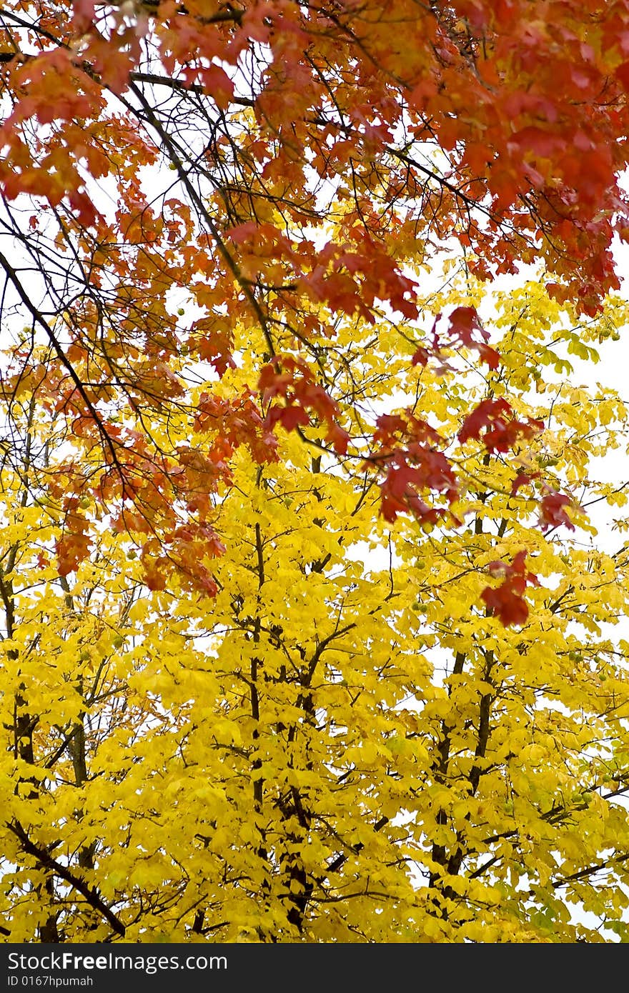 Maple leaves on a real green background