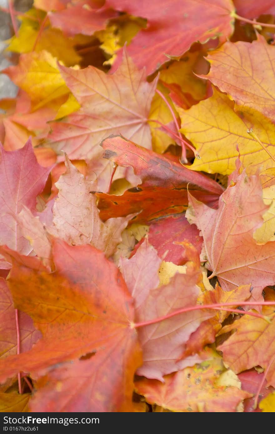 Maple leaves on a real green background