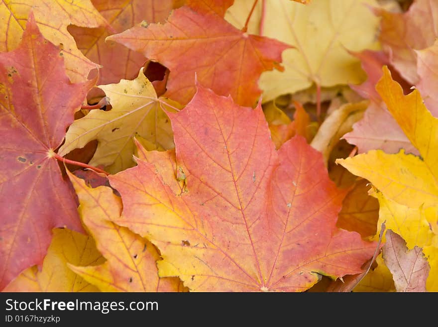 Maple leaves on a real green background