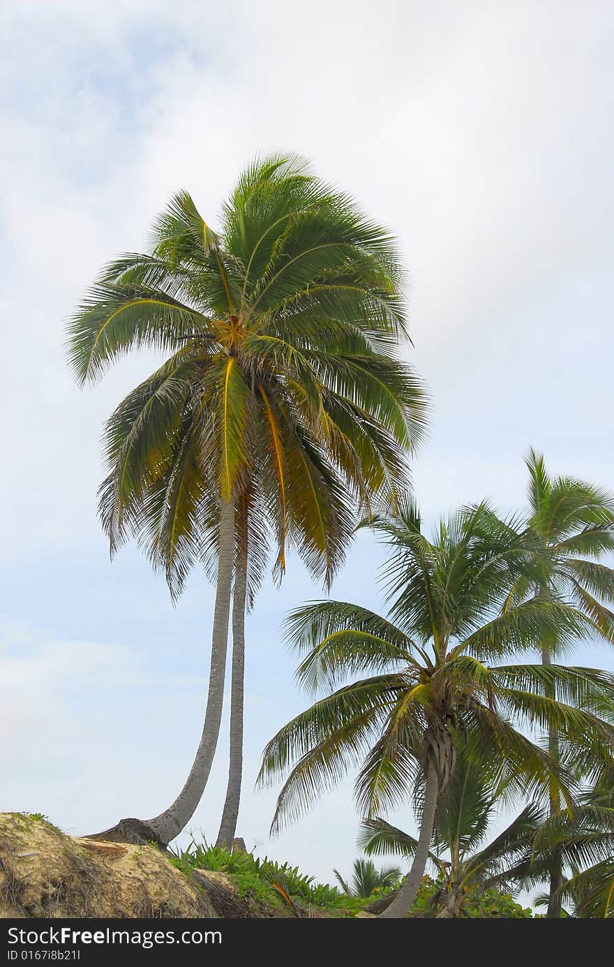 Coconut tree