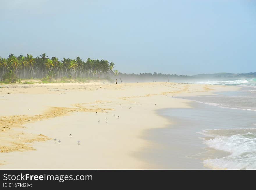 It's a photo of a tropical beach, in Caribbean, Macao Beach, Dominican Republic,. It's a photo of a tropical beach, in Caribbean, Macao Beach, Dominican Republic,