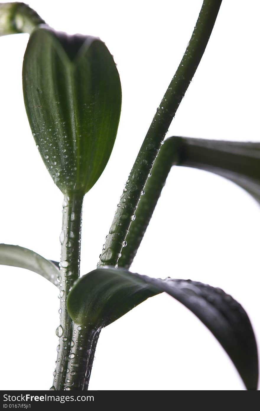 Isolated Stem With Water Drops