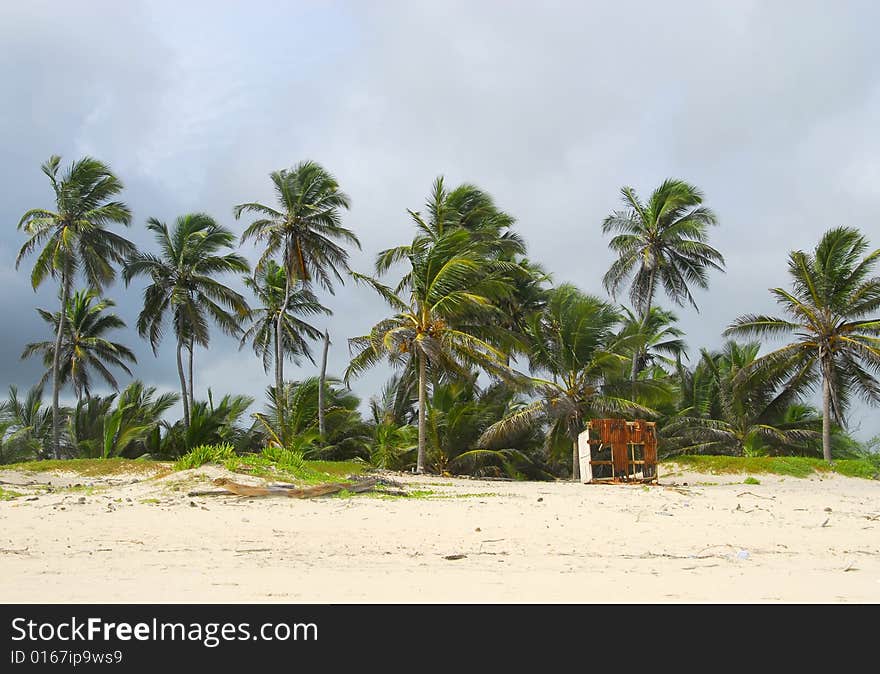 Coconut trees at Tropical paradise. Coconut trees at Tropical paradise