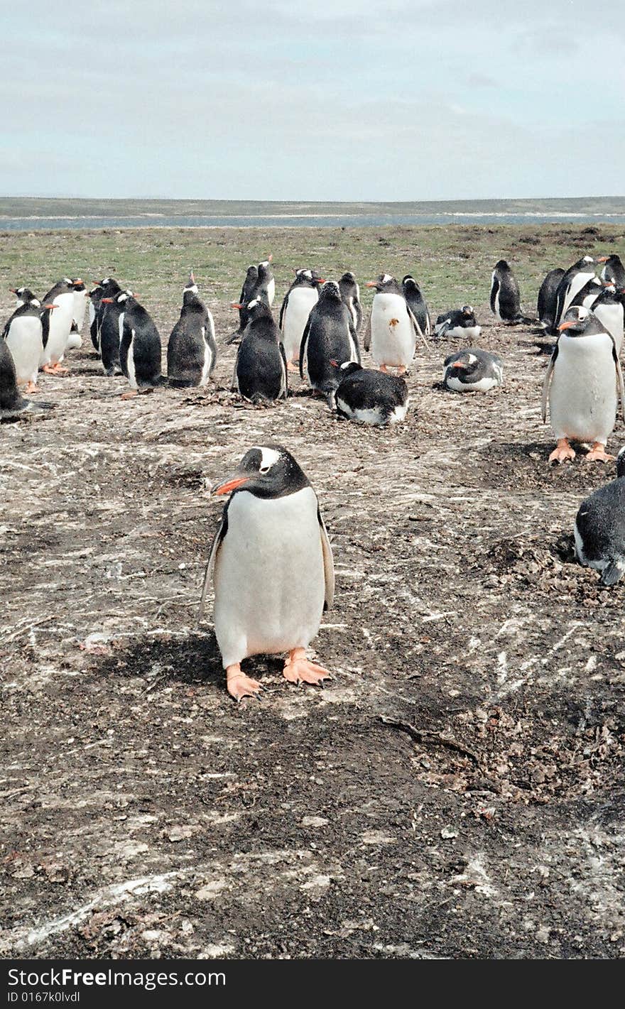 Gentoo Penguin Colony