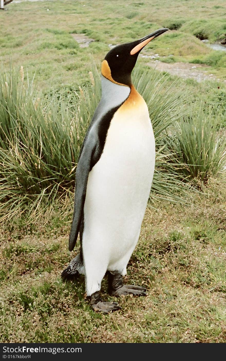 Emprior Penguin on South Georgia.