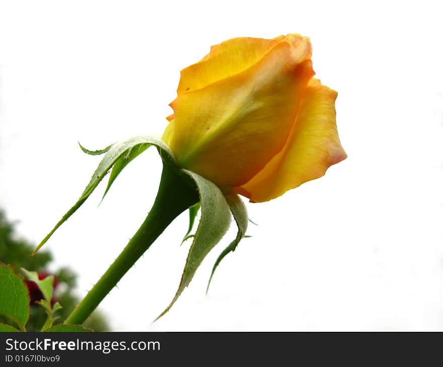 Yellow Rose in the my Garden