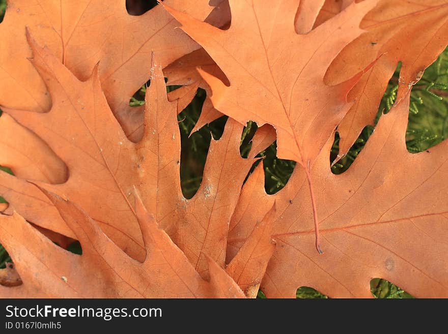 Close up of the dry oak leaves