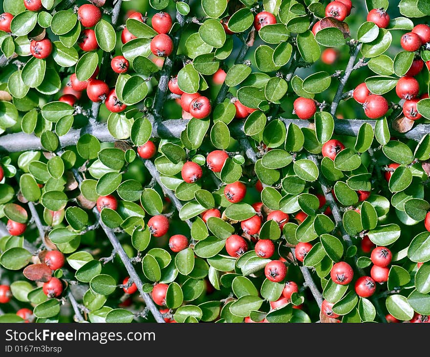 Ornamental plant (apple-tree branch).