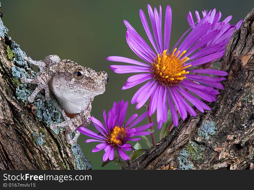 Gray Tree Frog With Asters