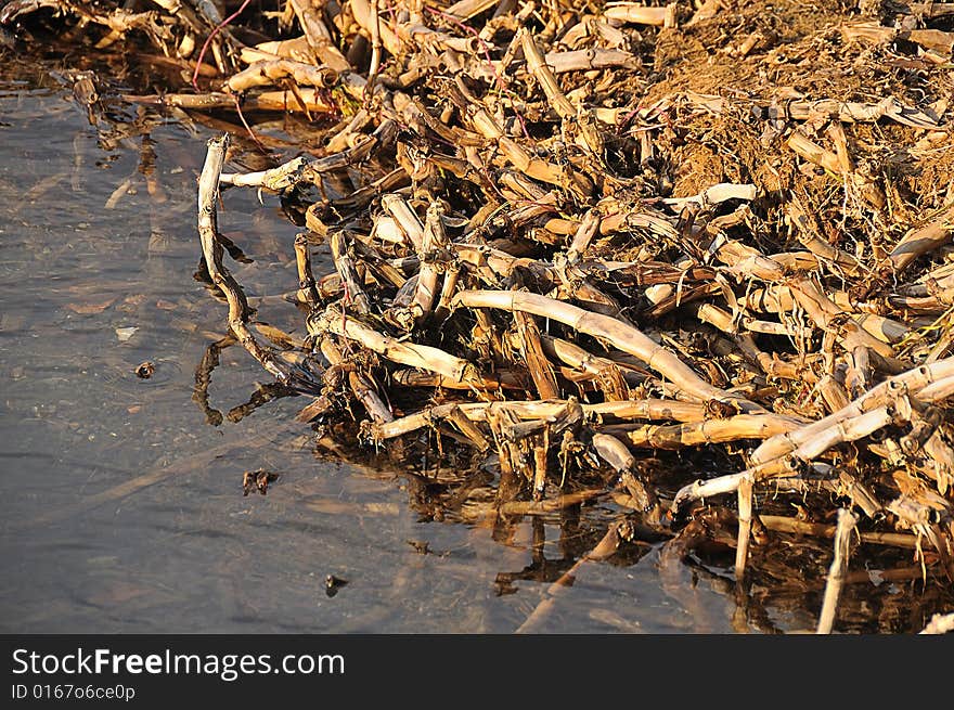 Lake Roots