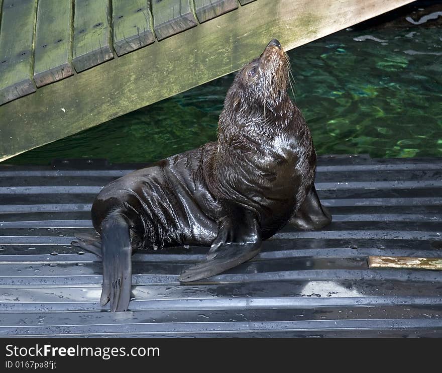 Australian sealion arches its back in the sunshine. Australian sealion arches its back in the sunshine.