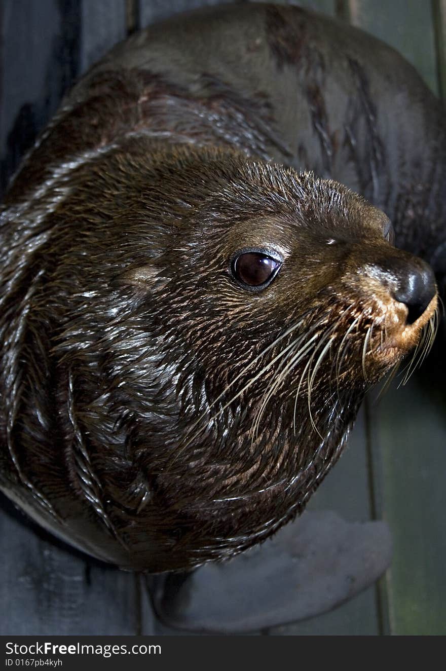 Sealion looking at lens