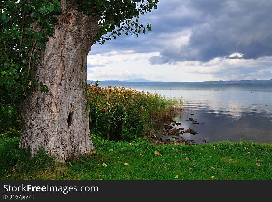 Tree And Lake