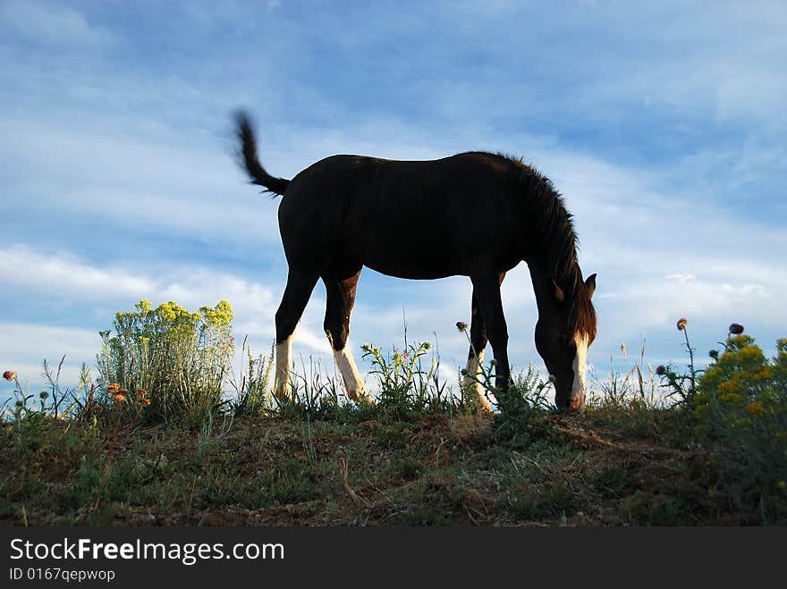 A horse in summer sunset. A horse in summer sunset