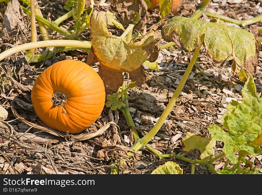 A view of a small pumpkin, still on the vine in the garden, ready for harvest. A view of a small pumpkin, still on the vine in the garden, ready for harvest.