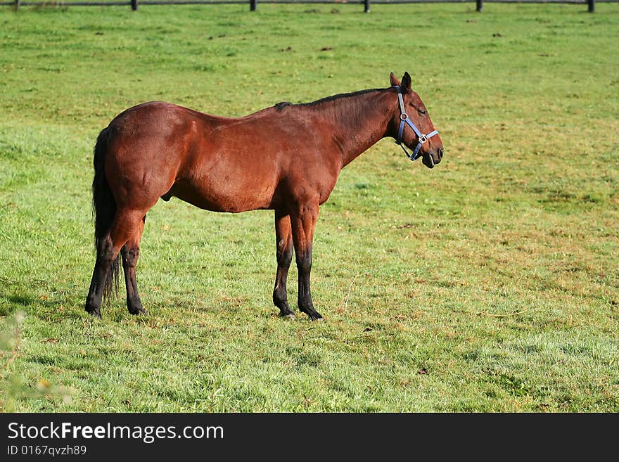 Wonderful horse on the farm