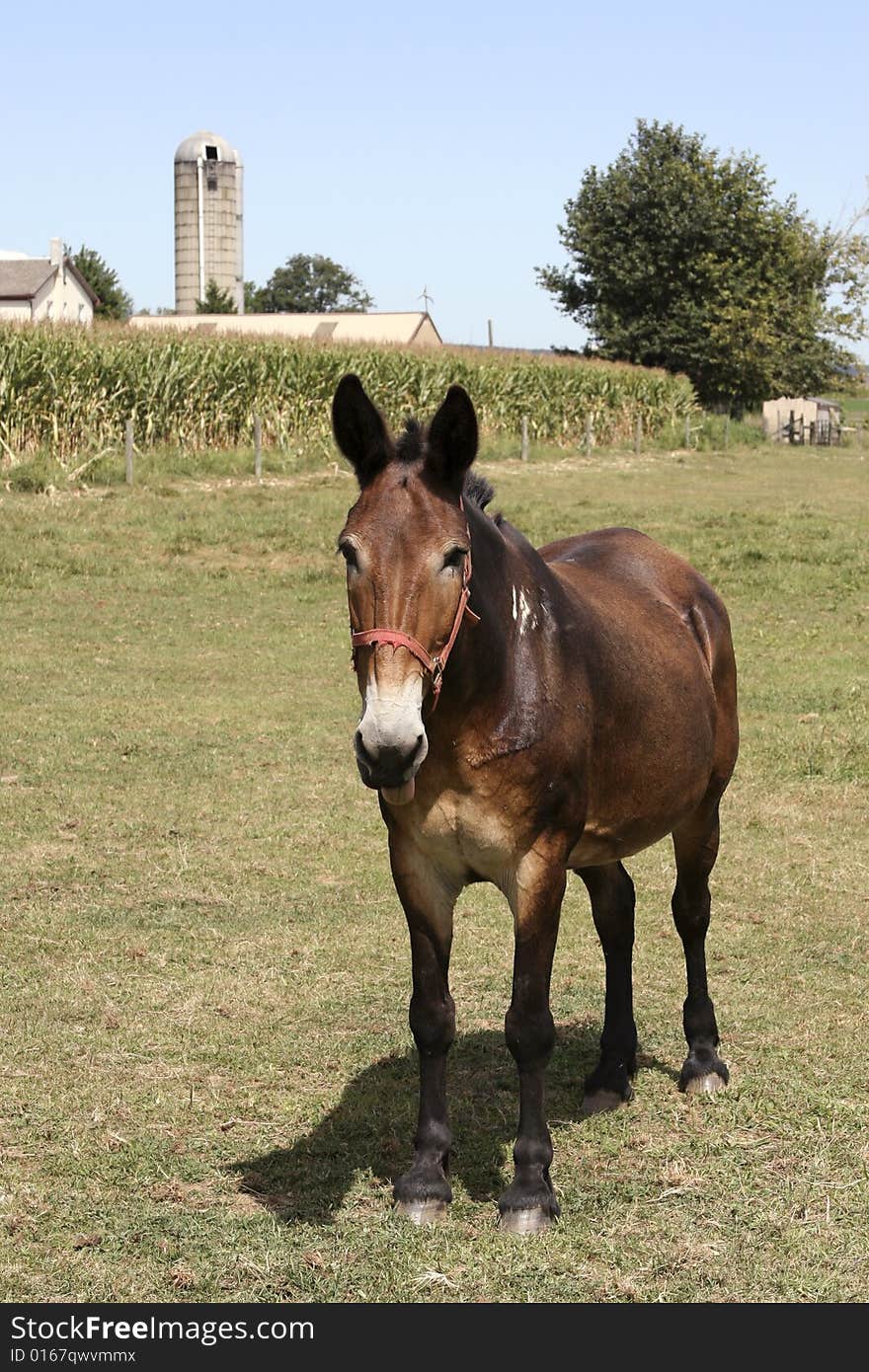 Horse And Farm