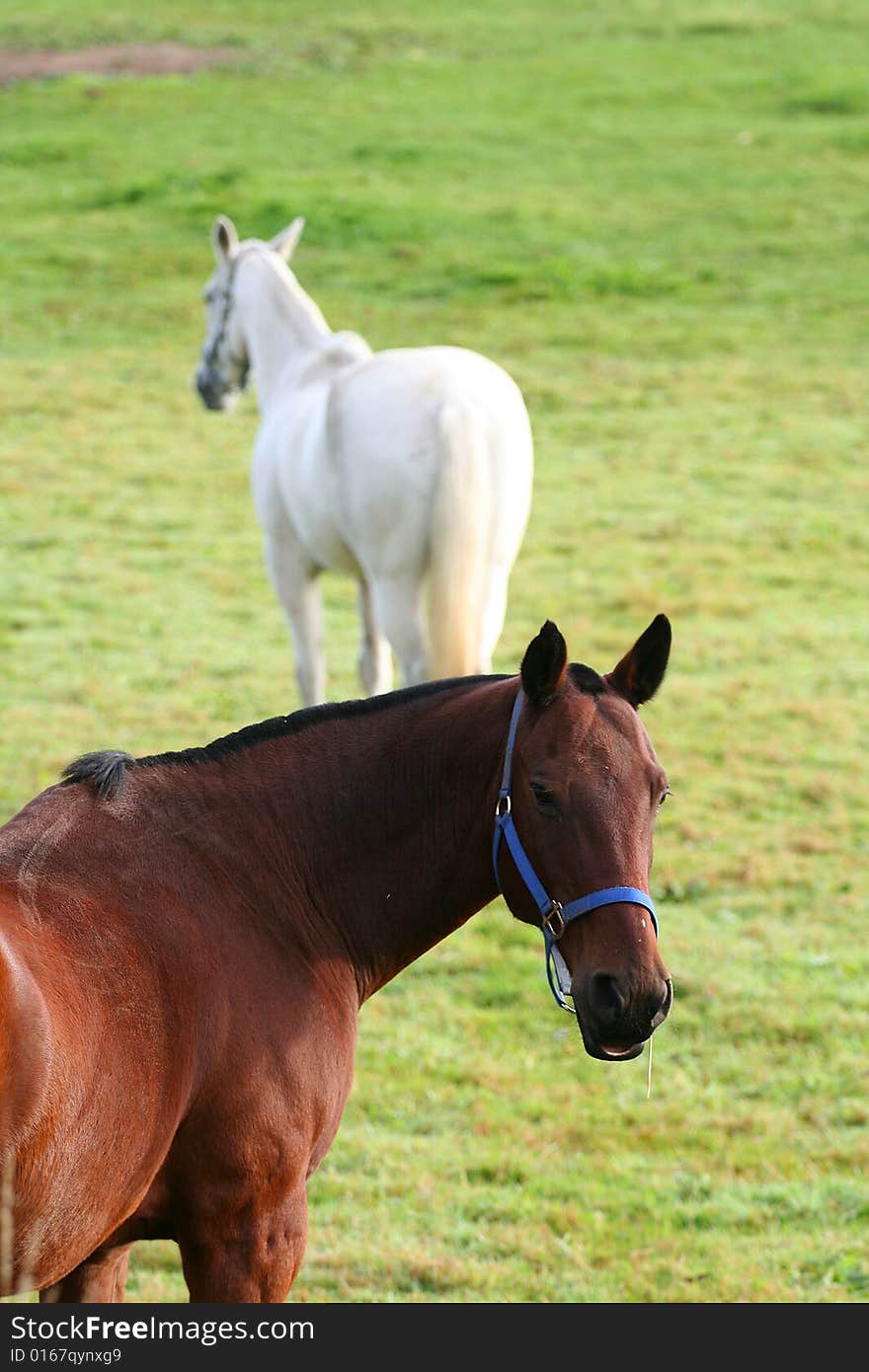 Pair of horses on the farm