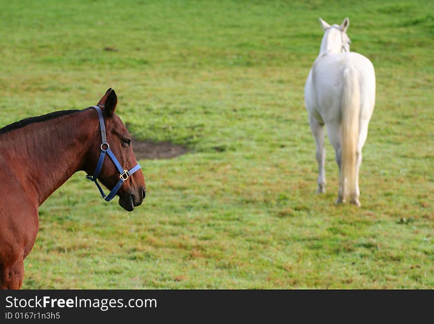 Pair of horses on the farm