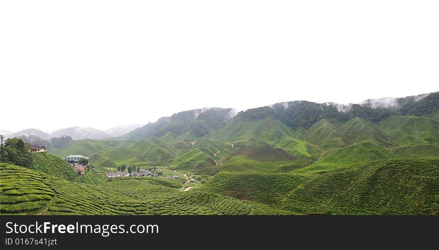 A hill side tea plantation