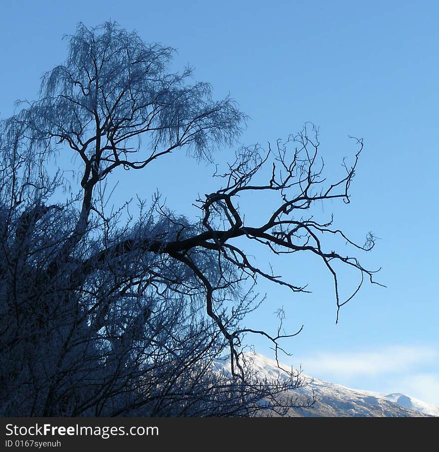 Winter tree with ice on it and a snow covered mountain in background