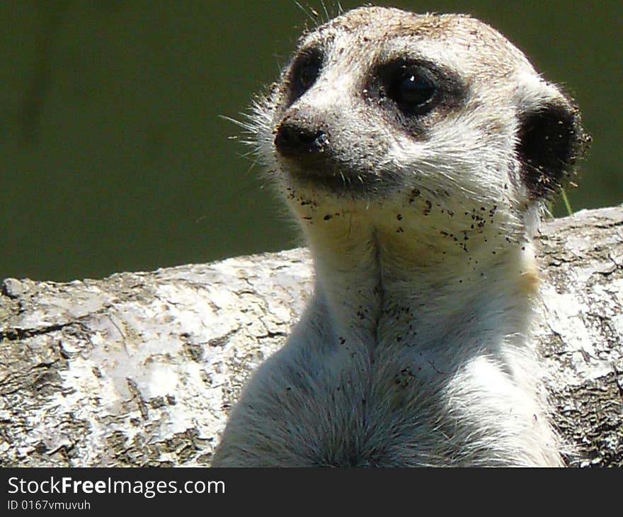 A meerkat on sentry duty guarding his family