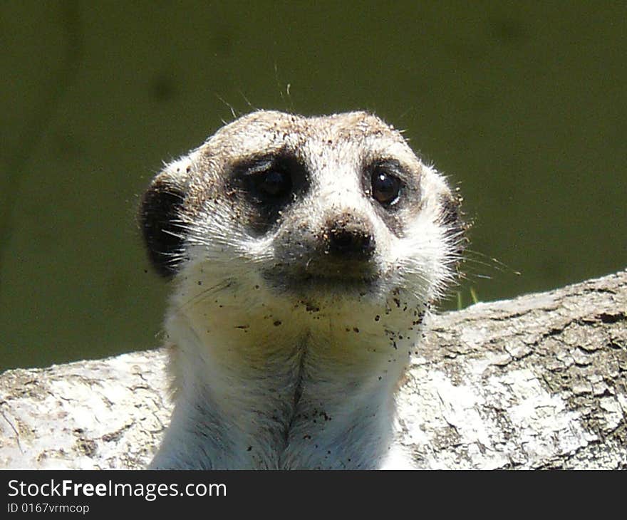 A young meerkat on sentry duty.