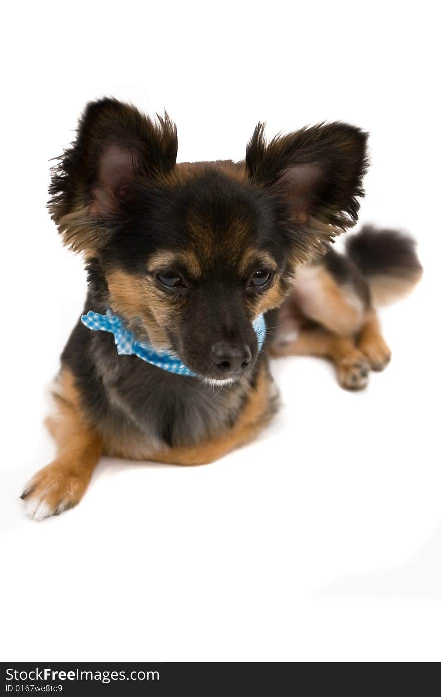 Chihuahua boy isolated on a white background