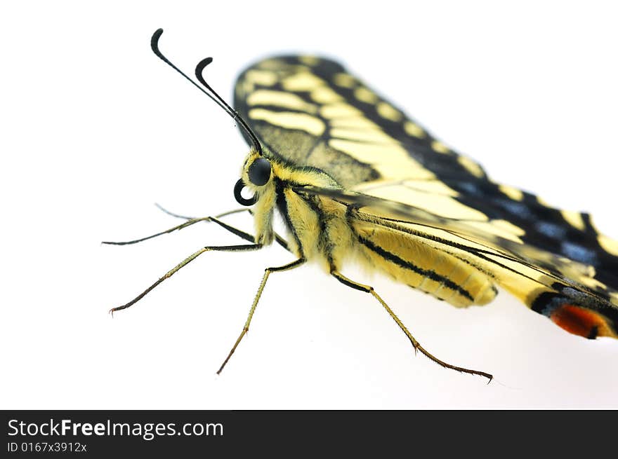 Butterfly profile