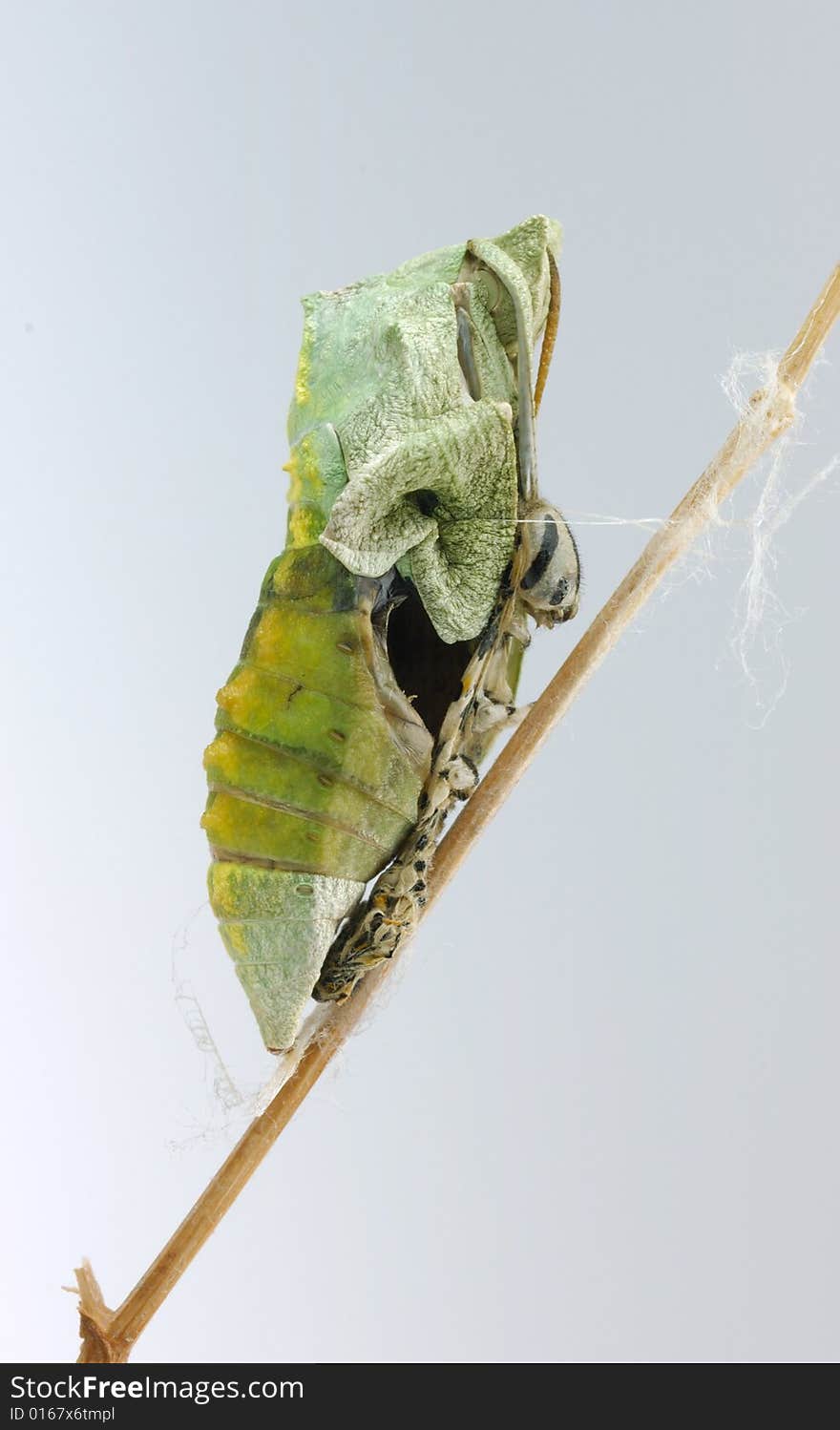 A pupae hanging from a twig. A pupae hanging from a twig