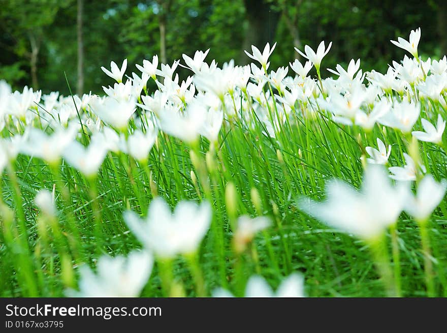 Daffodils