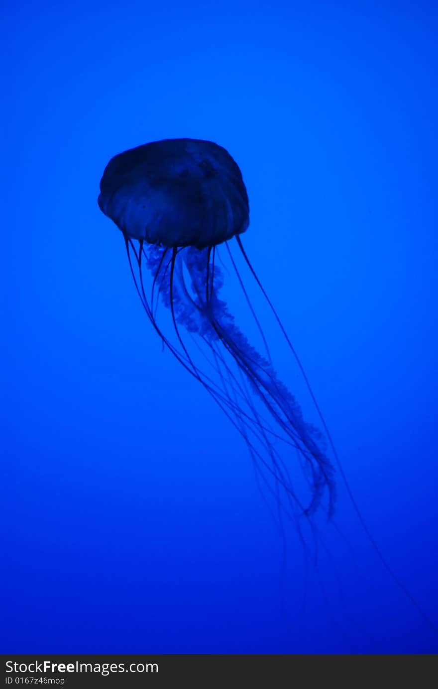 Abstract View of Translucent Jellyfish in Silhouette Underwater. Abstract View of Translucent Jellyfish in Silhouette Underwater