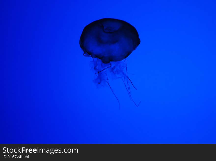 Abstract View of Translucent Jellyfish in Silhouette Underwater. Abstract View of Translucent Jellyfish in Silhouette Underwater