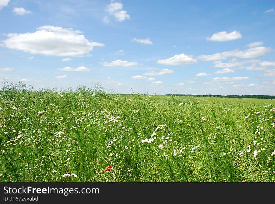 Summer field