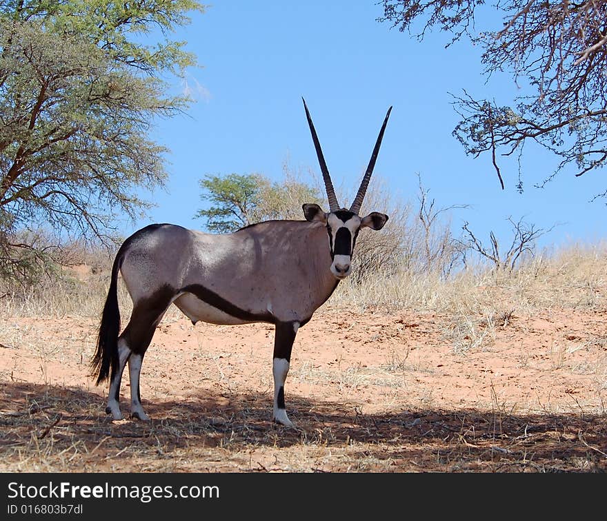 A male Gemsbok Antelope (Oryx gazella) in the Kalahari Desert, Southern Africa.