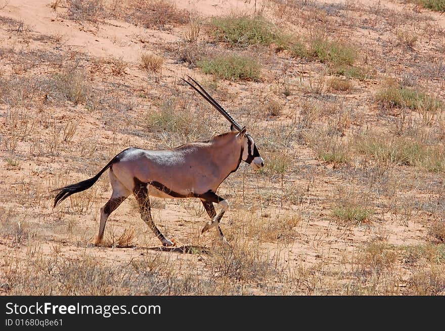 Gemsbok Antelope trotting though the desert sand in the Kalahari desert, Southern Africa