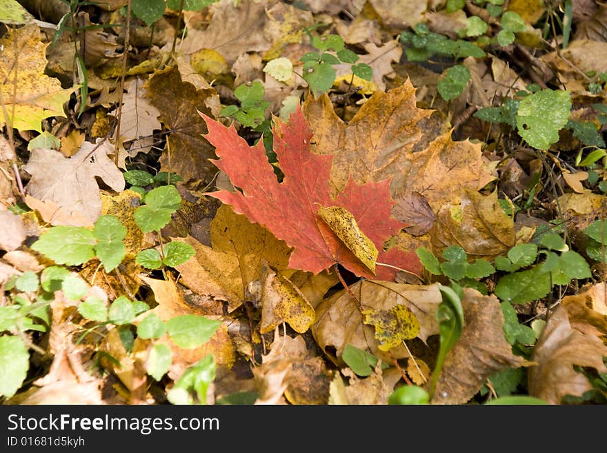 Maple Leaf