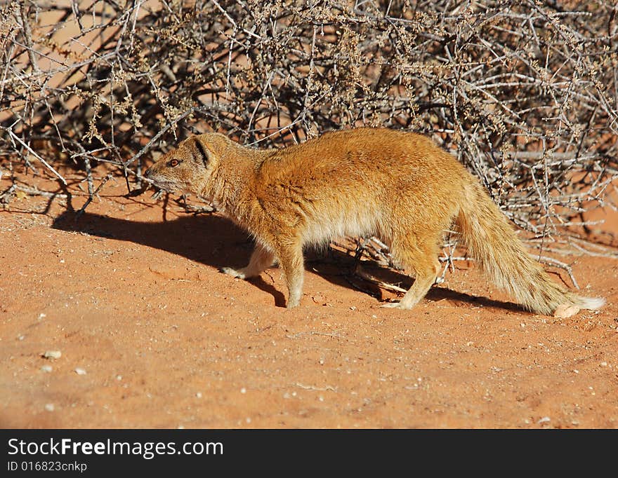 A yellow mongoose (Cynictus penicillata) in the Kgalagadi Transfrontier Park, Southern Africa. A yellow mongoose (Cynictus penicillata) in the Kgalagadi Transfrontier Park, Southern Africa.