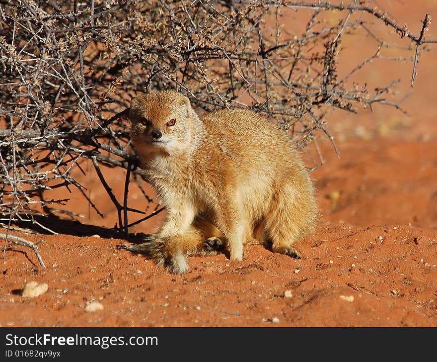 A yellow mongoose (Cynictus penicillata) in the Kgalagadi Transfrontier Park, Southern Africa.