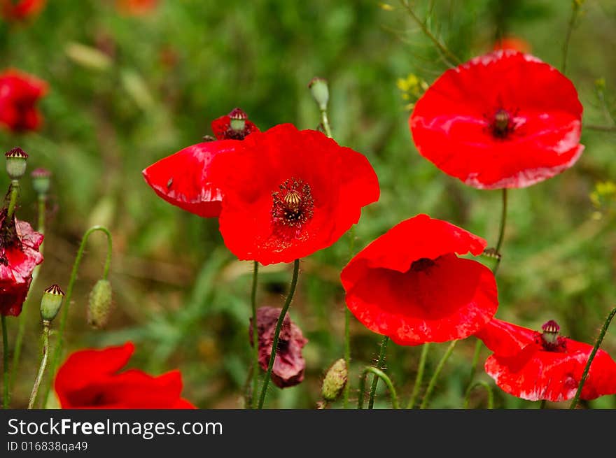 Red poppy flowers in field. Red poppy flowers in field