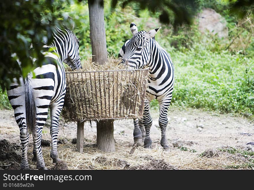 The zebra in the zoo outside.