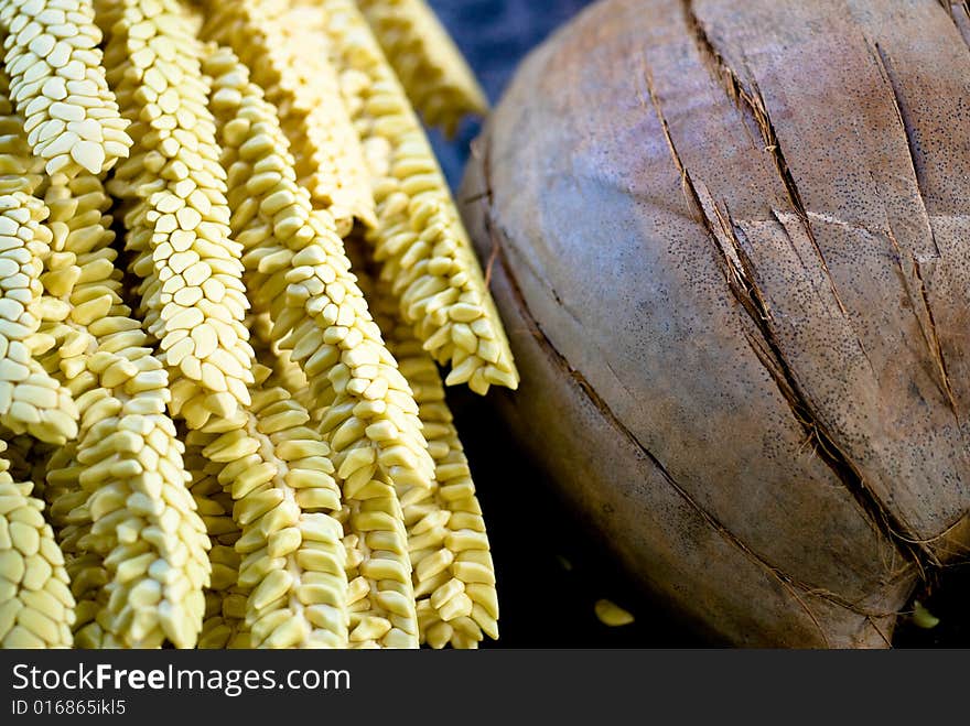 Close up observation of fresh coconut seed