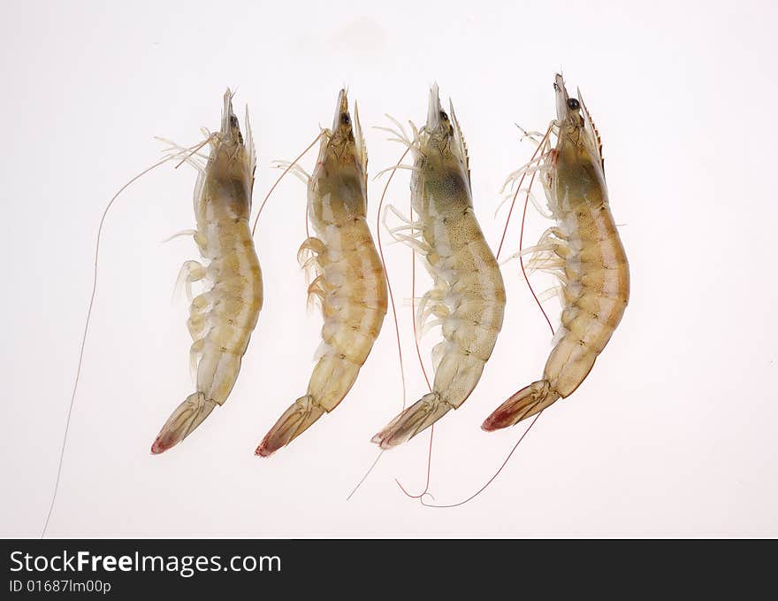 Shrimps