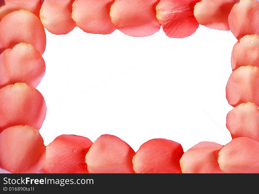 Pink rose petals frame